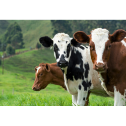 美國研究：牛羊等反芻動物肉奶含「某物質」　或有助抗癌