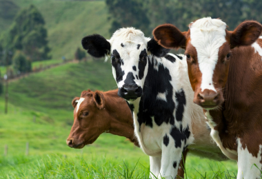 美國研究：牛羊等反芻動物肉奶含「某物質」　或有助抗癌